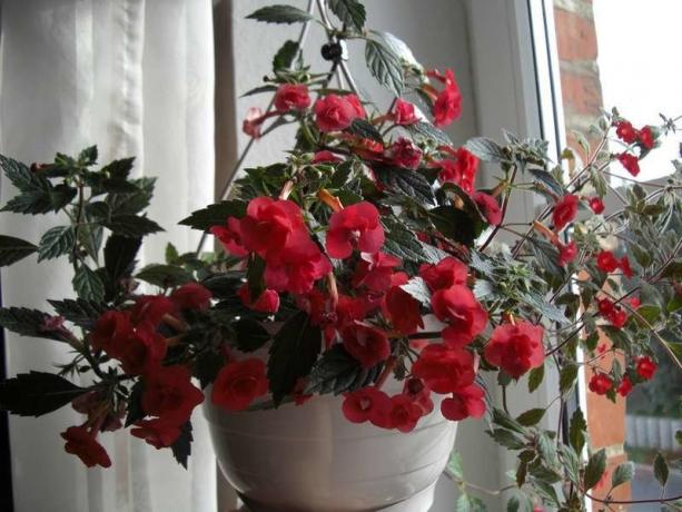 Achimenes look spectacular in a hanging planter