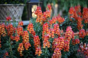 4 reasons to plant snapdragons. A flower that will decorate the flower beds until October!