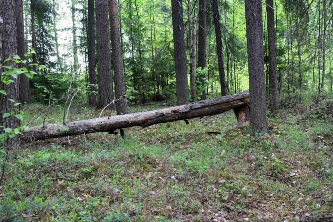 Fallen tree wind is valozhnik