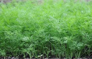 We plant the dill in the height of summer and get a delicious greens!