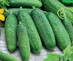 The best varieties of cucumbers for salting in 2019.