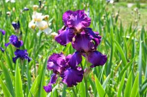 Irises in the Garden: how to grow delicious flowers without problems