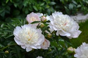 Peonies bloom - it's time to feed, to get a good bloom the next year