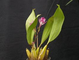 Fragrant Orchid bifrenariya - dare raise a beauty? subtleties of cultivation