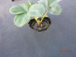 ⚡Ostatsya benefit: planting strawberries on black fiber. How and why