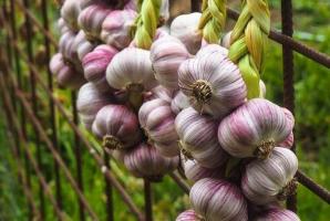 It is time to remove the garlic. As in the old garlic stored?