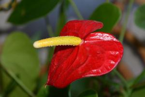 Flower Men's happiness, or Anthurium - step by step instructions, how to sit, tips for follow-up care