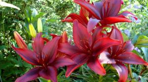 Lily will bloom magnificently in the next year: autumn care