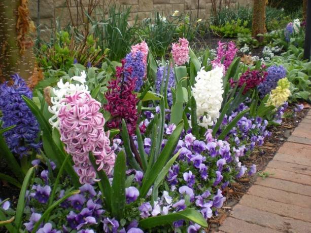Hyacinth flowerbed at spring