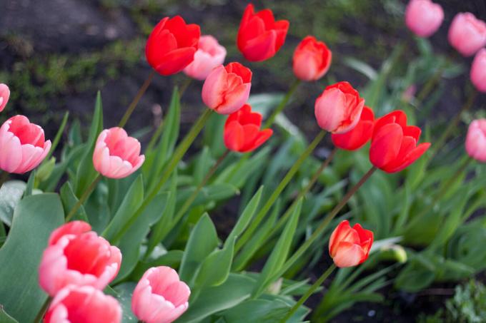 I grow simple varieties of tulips (see photo), but plan to order with light purple fringe. If I find!