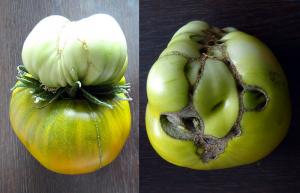The truth about the double flowers in tomatoes, remove or not