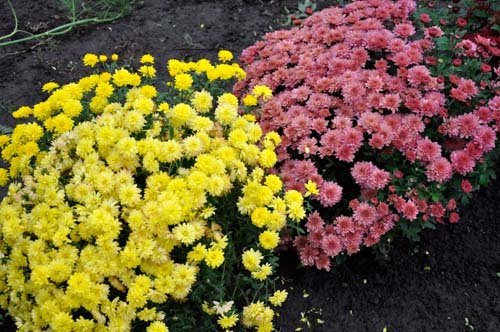 Chrysanthemums More and decorate site! (Flo.discus-club.ru)