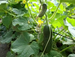 The feed cucumbers? Soda, Zelenka and iodine can help to get a rich harvest