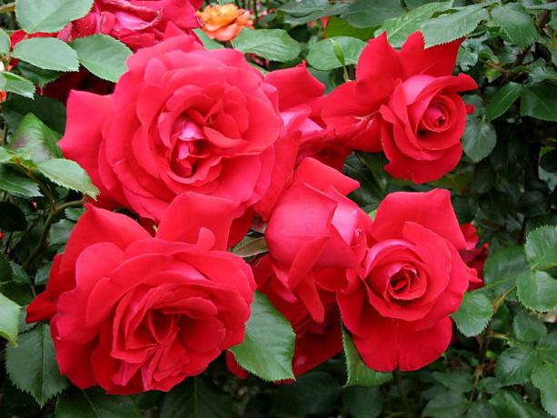 Chic rose variety 'La Marseillaise' (liveinternet.ru)