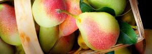 Pears: varieties and cultivation equipment