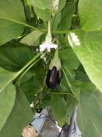 Fruitful method of cultivation of eggplant. Miracle remedy that is afraid of Colorado potato beetle