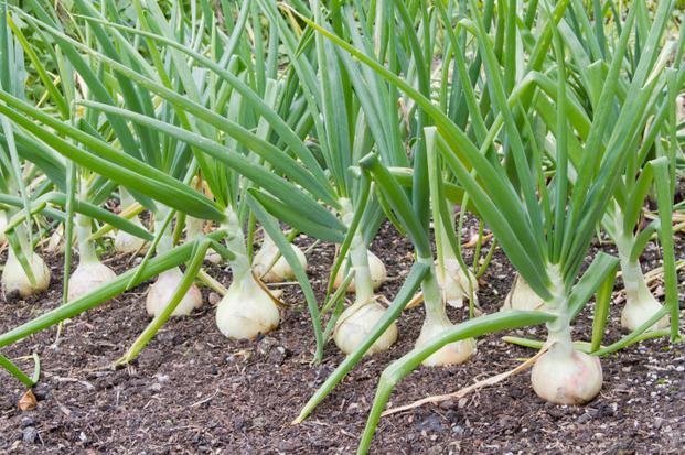Garlic in the garden. Photos from ideibiznes.ru