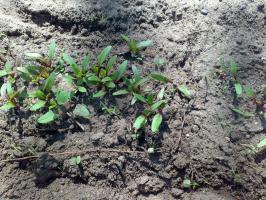 What beet likes and dislikes. How to fertilize. disease