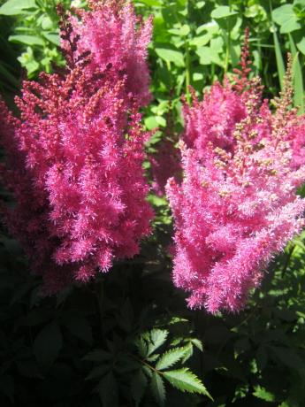 Inflorescence Astilbe just started to blossom! The very beginning of July 2018 (photo from my garden).