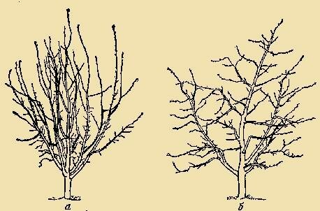 Spring pruning is actively applied to young trees - landscaped mature trees, which are subject to this procedure every year, need every year there are fewer (we are not talking about anti-aging pruning).