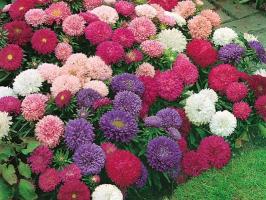 Asters are bright and beautiful: the top 5 feedings in July