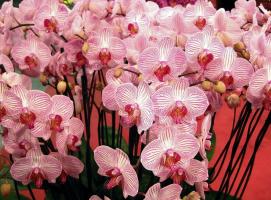 How and why to use Zircon for orchids