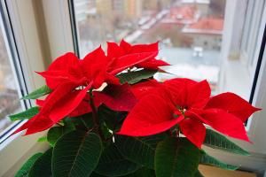 Amazing "Christmas Star": the subtleties of care at home