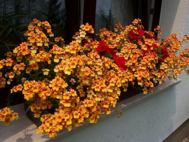 Nemesia for registration of solar windows and balconies. It remains to choose a favorite color or a harmonious combination of shades