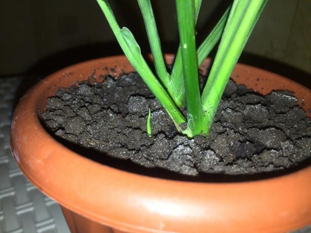 My little Spathiphyllum began to grow in mid-November