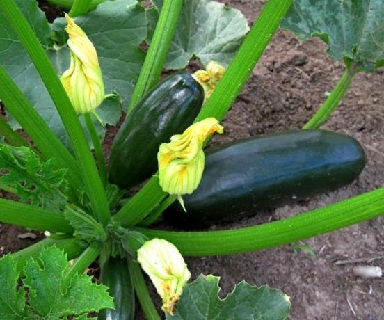 Maturing zucchini. Photo from the Internet