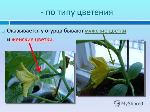 An illustrative example of a site myshared.ru