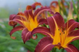 Care after flowering lilies, which will make the flowers more beautiful next year