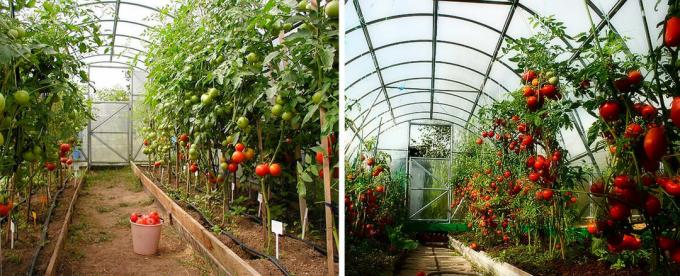 Tomatoes from the greenhouse to the table and always... to the workpiece!