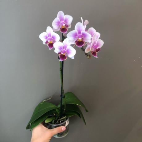 Blooming phalaenopsis. Photo for the article are taken from the Internet
