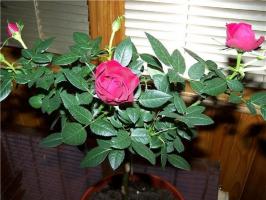 Rose on a window sill - the secrets of abundant flowering