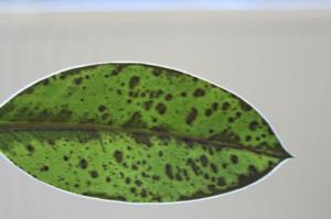 In ficus dark spots on the leaves. We understand how to help plant