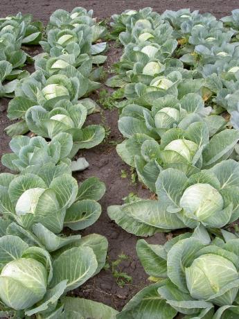 Friendly cabbage rows