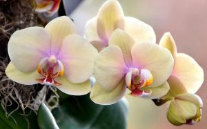 Flowering orchids: how to take care during and after flowering