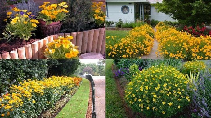 Examples of the use of Coreopsis in landscape design. Photo: Internet