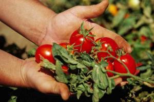 6 secrets: tomatoes are delicious, juicy and large