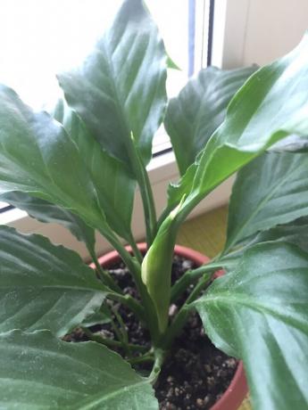 Together with flower Spathiphyllum produces white sheet-covered