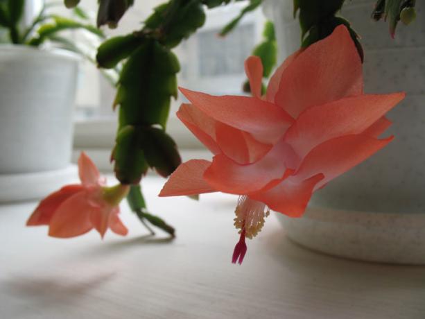 This is interesting: Dekabrist often confused with rhipsalidopsis. Note the flower Schlumbergera he "layered". In rhipsalidopsis flower consists of one tier