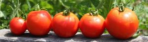 Planting tomatoes for the winter? Yes! Early germination and harvest