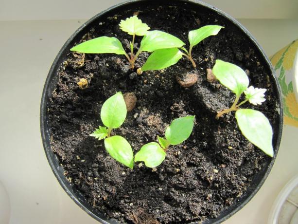 Very young seedlings