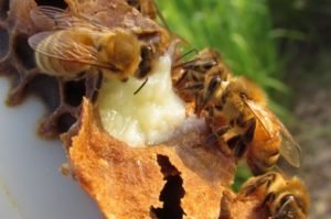 Royal Jelly: benefit and harm, use, contraindications