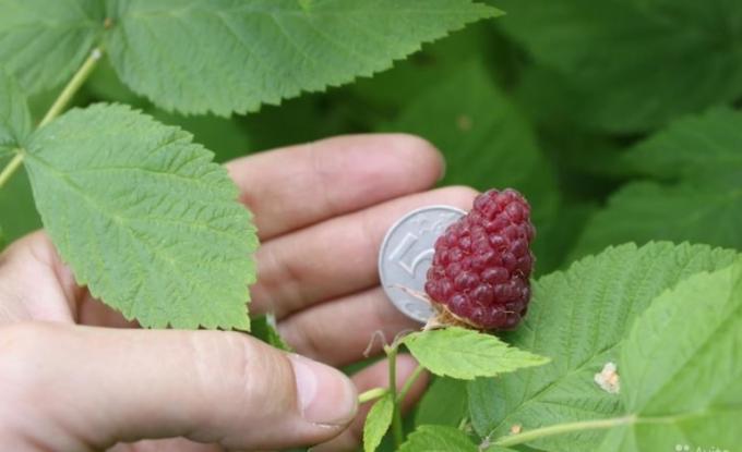 A large amount of raspberries. Photo: habinfo.ru