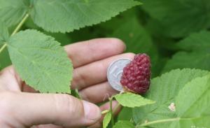 You want to grow a large raspberry?