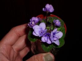 Features of cultivation mini violets