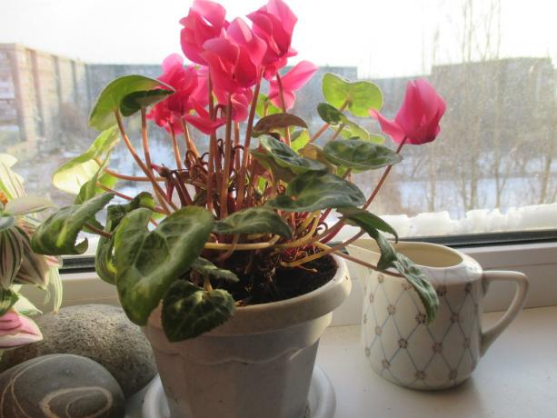 My cyclamen last winter at the beginning of flowering