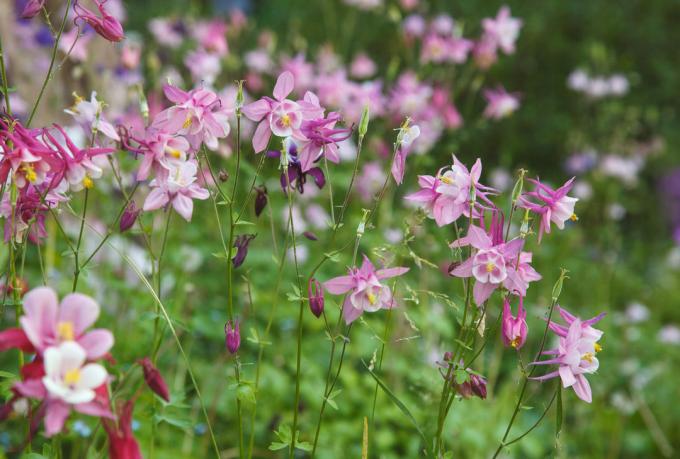 Columbine (Aquilegia) on my cottage